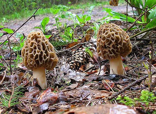 2005 :  Un anno di funghi